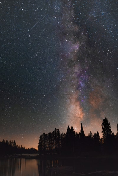 星空下的树木的剪影
